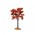 Yellowwood Tree, Medium Cod. 44799