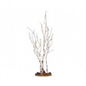 Birch Tree Medium Ref. 34967