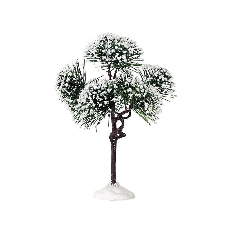 Mountain Pine Medium Ref. 74175