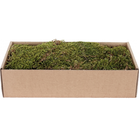 Dried Flat Moss 500 g Green - Brown